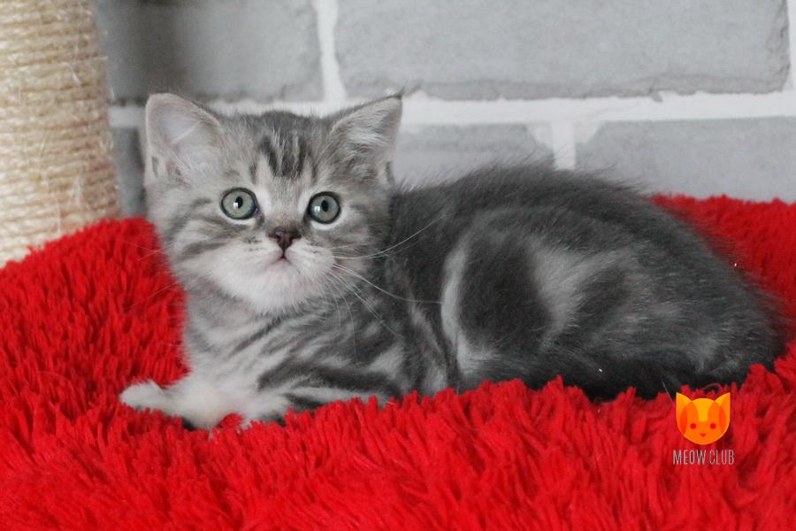 Jack MeowClub *BY